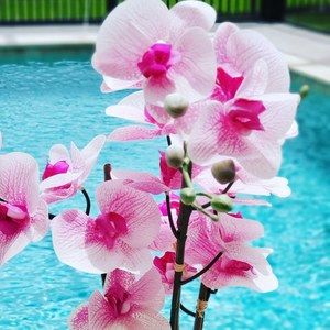 Meet your Posher, Nellie